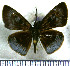 (Pythonides limaea - JFDA3719)  @11 [ ] by-nc-sa (2025) Jean F. Le Crom Jean F. Le Crom