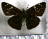  (Gindanes parallelus - JFDA3721)  @11 [ ] by-nc-sa (2025) Jean F. Le Crom Jean F. Le Crom