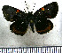  (Charidia - JFDA3737)  @11 [ ] by-nc-sa (2025) Jean F. Le Crom Jean F. Le Crom