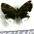  (Spioniades libethra - JFDA3746)  @11 [ ] by-nc-sa (2025) Jean F. Le Crom Jean F. Le Crom
