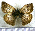  (Canesia - JFDA3757)  @11 [ ] by-nc-sa (2025) Jean F. Le Crom Jean F. Le Crom