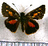  (Ladda caenides - JFDA3810)  @11 [ ] by-nc-sa (2025) Jean F. Le Crom Jean F. Le Crom