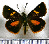  (Ladda seirocastnia - JFDA3814)  @11 [ ] by-nc-sa (2025) Jean F. Le Crom Jean F. Le Crom