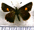 (Ladda puracensis - JFDA3815)  @11 [ ] by-nc-sa (2025) Jean F. Le Crom Jean F. Le Crom