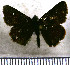  (Ladda eburones - JFDA3817)  @11 [ ] by-nc-sa (2025) Jean F. Le Crom Jean F. Le Crom