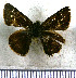  (Ladda crithote - JFDA3819)  @11 [ ] by-nc-sa (2025) Jean F. Le Crom Jean F. Le Crom
