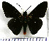  (Pyrrhopygopsis romula - JFDA3857)  @11 [ ] by-nc-sa (2025) Jean F. Le Crom Jean F. Le Crom