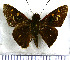  (Talides hispa - JFDA3876)  @11 [ ] by-nc-sa (2025) Jean F. Le Crom Jean F. Le Crom