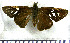 (Carystus moeros - JFDA3877)  @11 [ ] by-nc-sa (2025) Jean F. Le Crom Jean F. Le Crom