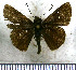  (Tromba tromba - JFDA3884)  @11 [ ] by-nc-sa (2025) Jean F. Le Crom Jean F. Le Crom