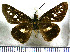  (Dubiella fiscella - JFDA3892)  @11 [ ] by-nc-sa (2025) Jean F. Le Crom Jean F. Le Crom