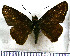 (Tellona - JFDA3894)  @11 [ ] by-nc-sa (2025) Jean F. Le Crom Jean F. Le Crom