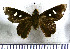  (Carystoides lila - JFDA3904)  @11 [ ] by-nc-sa (2025) Jean F. Le Crom Jean F. Le Crom
