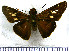  (Panoquina fusina sonta - JFDA3912)  @11 [ ] by-nc-sa (2025) Jean F. Le Crom Jean F. Le Crom