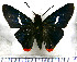  (Thracides cleanthes binota - JFDA3921)  @11 [ ] by-nc-sa (2025) Jean F. Le Crom Jean F. Le Crom