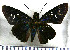  (Thracides nida - JFDA3924)  @11 [ ] by-nc-sa (2025) Jean F. Le Crom Jean F. Le Crom