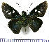  (Thracides smaragdulus - JFDA3930)  @11 [ ] by-nc-sa (2025) Jean F. Le Crom Jean F. Le Crom