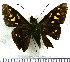  (Calpodes hewitsoni - JFDA3934)  @11 [ ] by-nc-sa (2025) Jean F. Le Crom Jean F. Le Crom