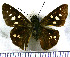 (Calpodes nigel - JFDA3935)  @11 [ ] by-nc-sa (2025) Jean F. Le Crom Jean F. Le Crom