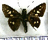  (Calpodes fischer - JFDA3939)  @11 [ ] by-nc-sa (2025) Jean F. Le Crom Jean F. Le Crom