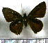  (Synapte lutulenta - JFDA3968)  @11 [ ] by-nc-sa (2025) Jean F. Le Crom Jean F. Le Crom