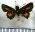  (Anthoptus maracanae - JFDA3975)  @11 [ ] by-nc-sa (2025) Jean F. Le Crom Jean F. Le Crom