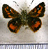  (Pheraeus odilia - JFDA3999)  @11 [ ] by-nc-sa (2025) Jean F. Le Crom Jean F. Le Crom