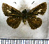 (Apaustus menes - JFDA4000)  @11 [ ] by-nc-sa (2025) Jean F. Le Crom Jean F. Le Crom