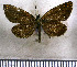  (Callimormus alsimo - JFDA4002)  @11 [ ] by-nc-sa (2025) Jean F. Le Crom Jean F. Le Crom