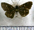  (Callimormus radiola janna - JFDA4008)  @11 [ ] by-nc-sa (2025) Jean F. Le Crom Jean F. Le Crom