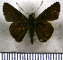  (Mnasicles remus - JFDA4017)  @11 [ ] by-nc-sa (2025) Jean F. Le Crom Jean F. Le Crom