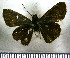  (Eutocus vetulus - JFDA4022)  @11 [ ] by-nc-sa (2025) Jean F. Le Crom Jean F. Le Crom