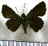  (Methionopsis dolor - JFDA4028)  @11 [ ] by-nc-sa (2025) Jean F. Le Crom Jean F. Le Crom