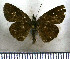  (Artines aepitus - JFDA4043)  @11 [ ] by-nc-sa (2025) Jean F. Le Crom Jean F. Le Crom