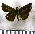  (Parphorus paramus - JFDA4100)  @11 [ ] by-nc-sa (2025) Jean F. Le Crom Jean F. Le Crom