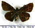  (Mnasicles dedecora - JFDA4134)  @11 [ ] by-nc-sa (2025) Jean F. Le Crom Jean F. Le Crom