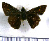  (Saturnus obscurus - JFDA4147)  @11 [ ] by-nc-sa (2025) Jean F. Le Crom Jean F. Le Crom