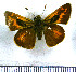  (Hedone catilina - JFDA4183)  @11 [ ] by-nc-sa (2025) Jean F. Le Crom Jean F. Le Crom