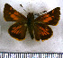  (Lon azin - JFDA4203)  @11 [ ] by-nc-sa (2025) Jean F. Le Crom Jean F. Le Crom