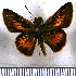  (Anatrytone sarah - JFDA4211)  @11 [ ] by-nc-sa (2025) Jean F. Le Crom Jean F. Le Crom