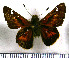  (Serdis viridicans pandra - JFDA4228)  @11 [ ] by-nc-sa (2025) Jean F. Le Crom Jean F. Le Crom