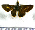  (Metron leucogaster - JFDA4229)  @11 [ ] by-nc-sa (2025) Jean F. Le Crom Jean F. Le Crom