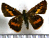  (Racta apella apella - JFDA4242)  @11 [ ] by-nc-sa (2025) Jean F. Le Crom Jean F. Le Crom