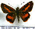  (Racta - JFDA4243)  @11 [ ] by-nc-sa (2025) Jean F. Le Crom Jean F. Le Crom