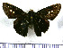  (Cynea bistrigula - JFDA4256)  @11 [ ] by-nc-sa (2025) Jean F. Le Crom Jean F. Le Crom