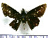  (Cynea cyrus - JFDA4257)  @11 [ ] by-nc-sa (2025) Jean F. Le Crom Jean F. Le Crom