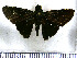  (Cynea corisana - JFDA4261)  @11 [ ] by-nc-sa (2025) Jean F. Le Crom Jean F. Le Crom