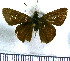  (Cynea popla - JFDA4274)  @11 [ ] by-nc-sa (2025) Jean F. Le Crom Jean F. Le Crom