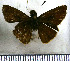  (Psoralis gota - JFDA4311)  @11 [ ] by-nc-sa (2025) Jean F. Le Crom Jean F. Le Crom