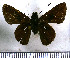  (Psoralis exclamationis - JFDA4315)  @11 [ ] by-nc-sa (2025) Jean F. Le Crom Jean F. Le Crom